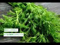 【スパイスを知ろう！】ディルを知ろう！【part43】