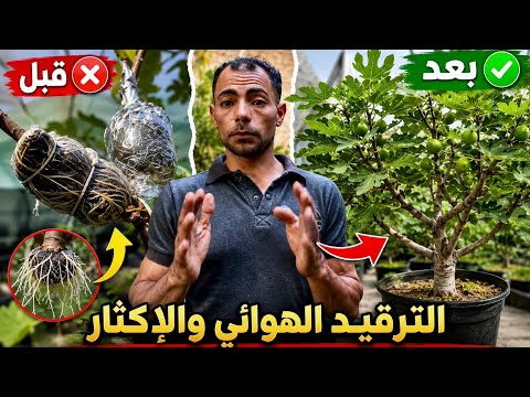 Air Layering Fig Trees for Beginners and Pros: A Step-by-Step Guide to Rooting, Separating, and F...