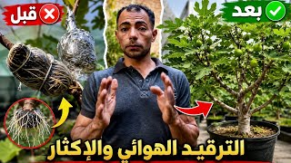 دليل الترقيد الهوائي للتين للمبتدئين والمحترفين التجذير والفصل والتسميد خطوة بخطوه