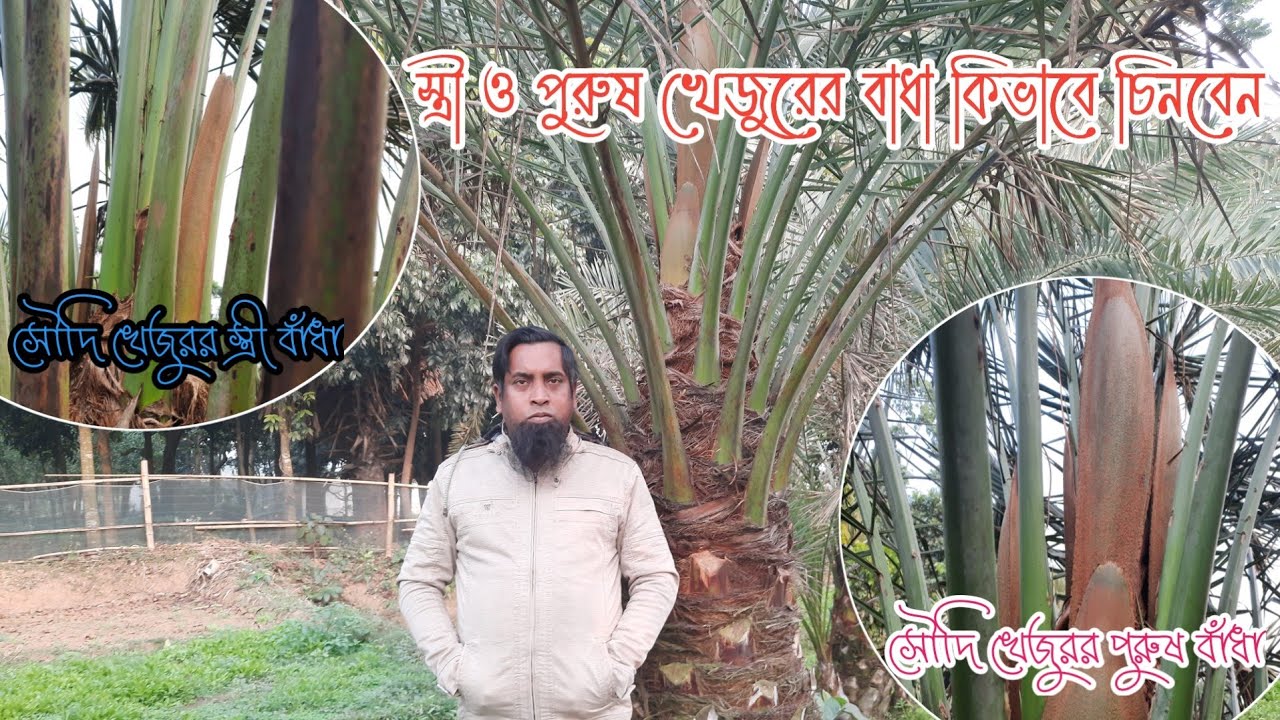 সৌদি খেজুর চাষ পদ্ধতি/স্ত্রী ও পুরুষ খেজুরের বাধা কিভাবে চিনবেন