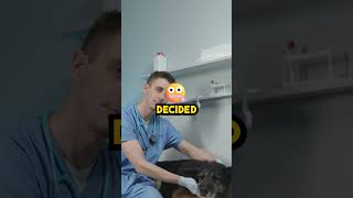 Puppy Or Peril? The Mysterious Canine Encounter, Part 1