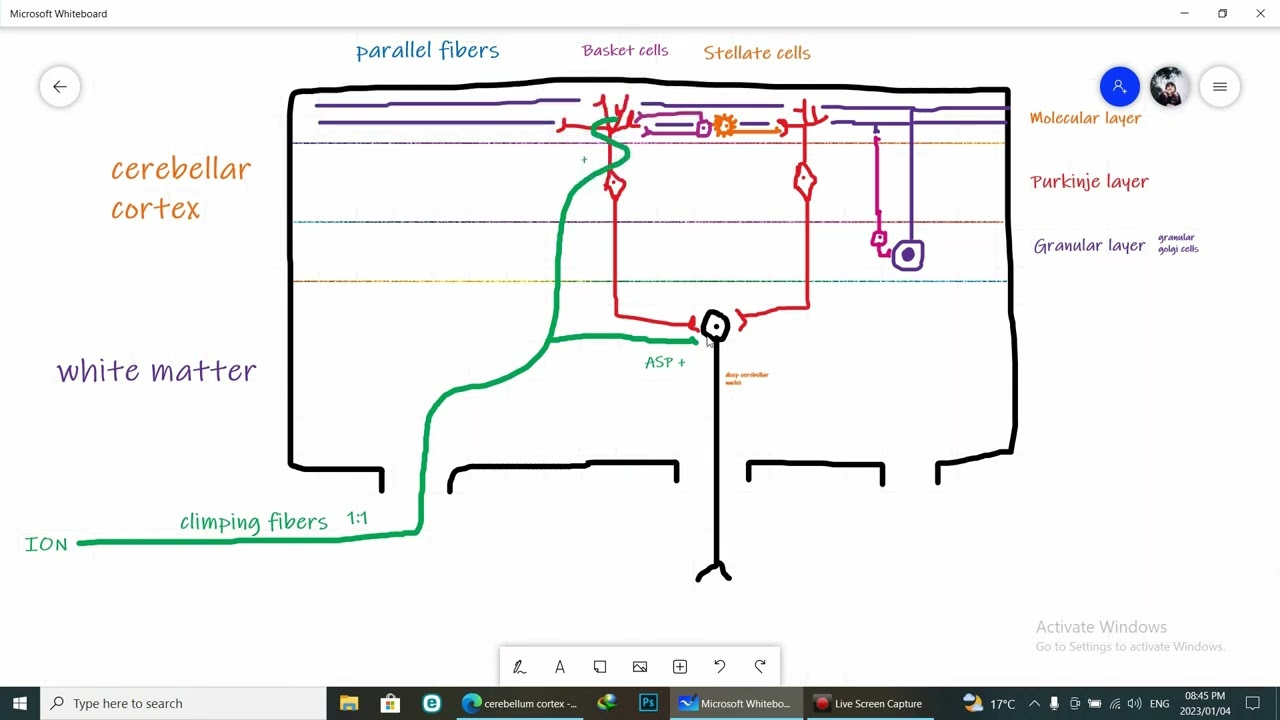 Cerebellar circuits 😌💫👌