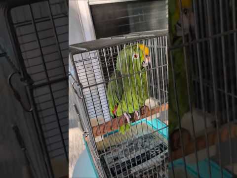 Freedom the Parrot Sweetly Sings Hello Twice in Travel Cage in Screened Porch & Sees Lake Fountain!