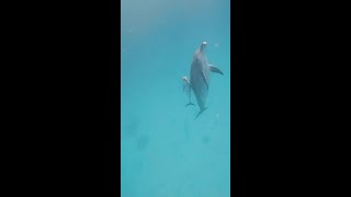 Mama & Baby Dolphin