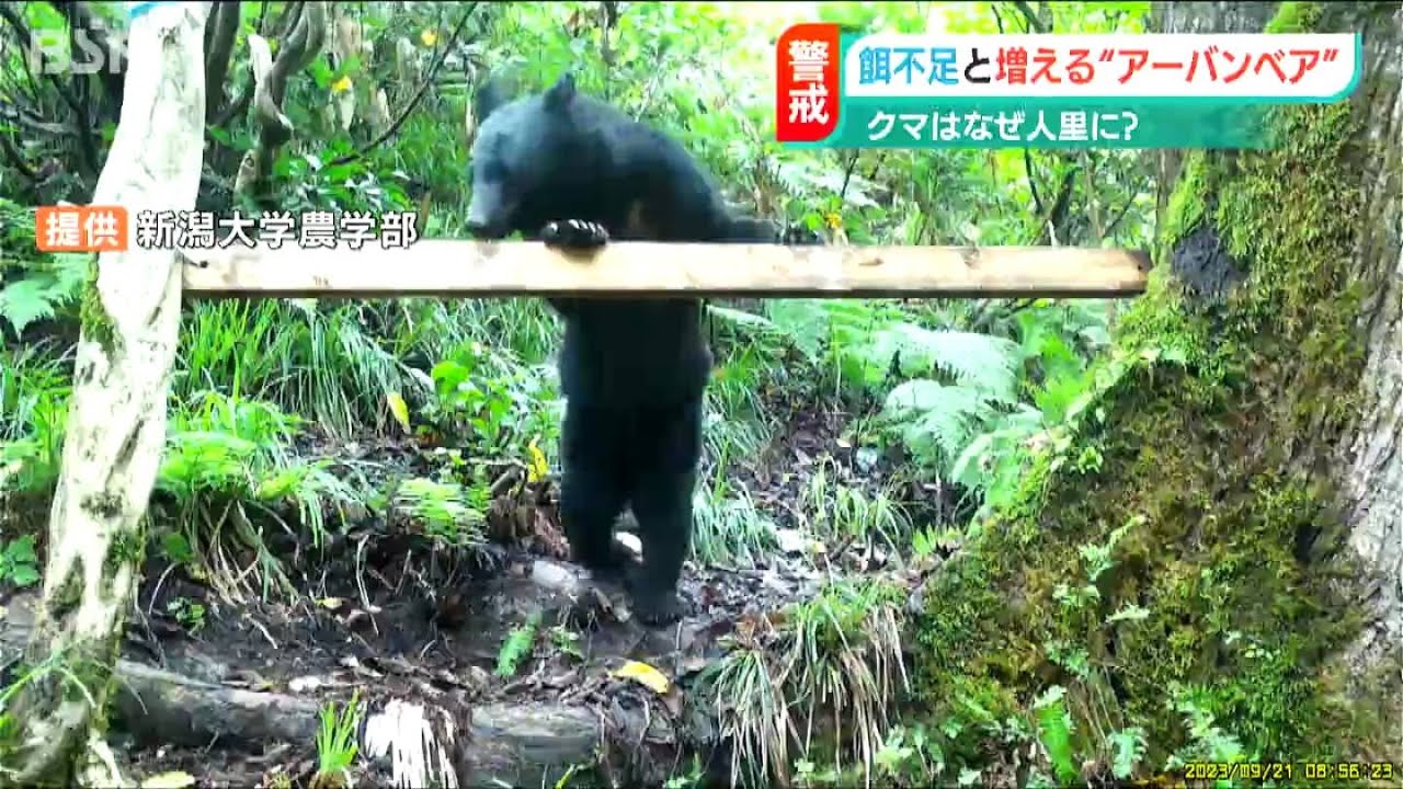 Why do bears come to human settlements? The reality of the