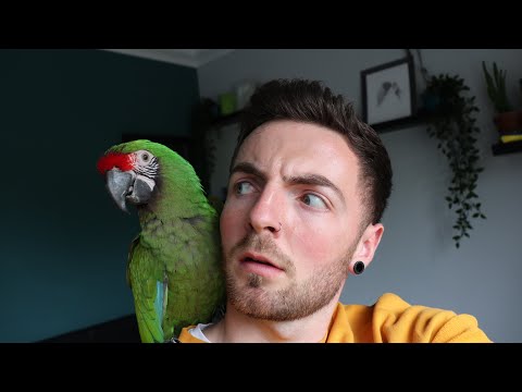 Video: Allenare il tuo Macaw