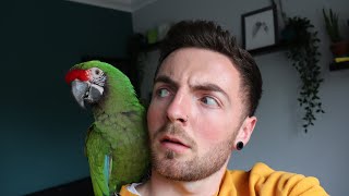 MACAW TRAINING TIPS | training my military macaw to wave!