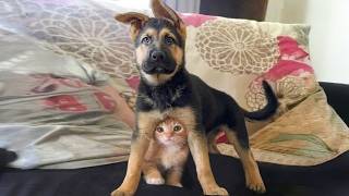 When Dogs and Cats Protect and Care for Each Other 🐶