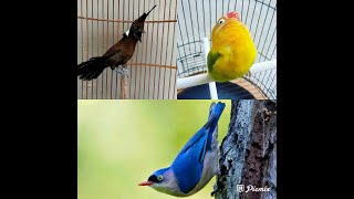 Download Lagu Masteran dan Pancingan 3 Kombinasi suara burung Cililin, loveBird, dan suara burung Rambatan MP3