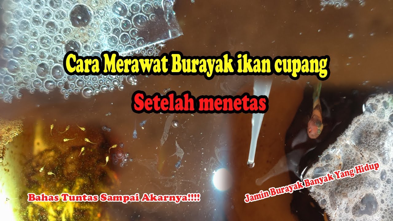 CARA MERAWAT BURAYAK IKAN CUPANG SETELAH MENETAS