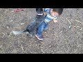 Cachorro pelea con niño por el control del ganado.