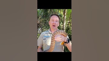 Are Woma Pythons venomous?