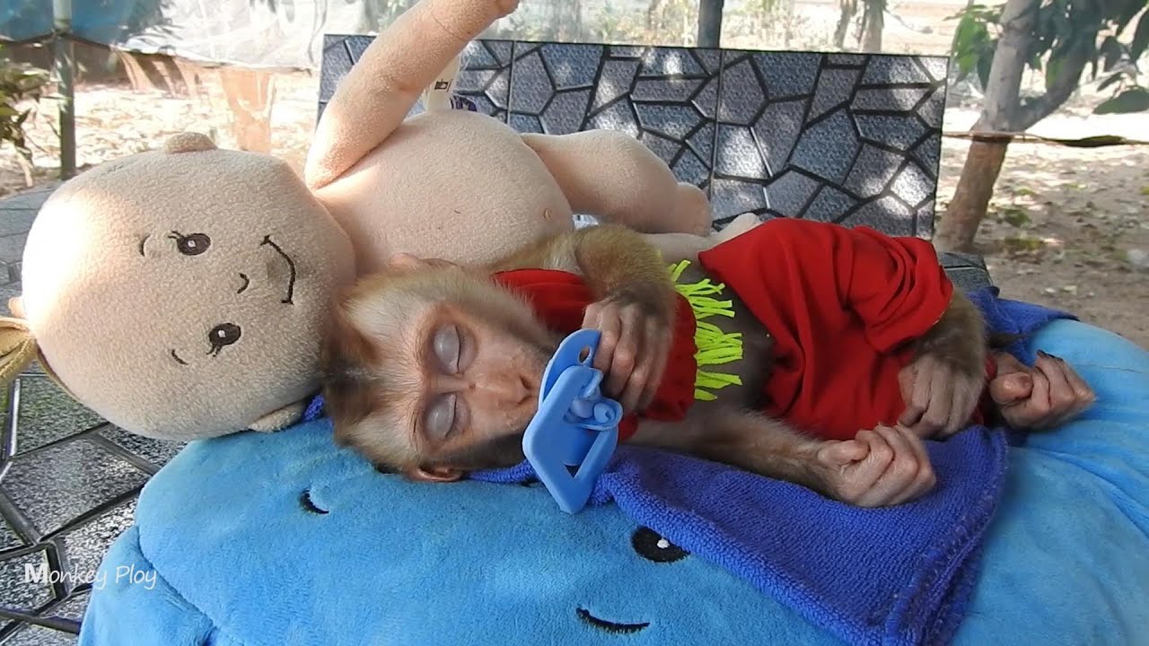 Baby Monkey Ploy Sleep Well and Good Dream At Daytime