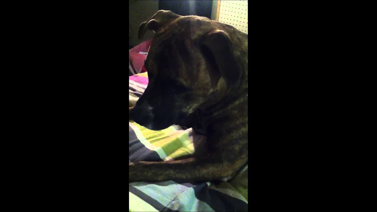 Trying to get my pitbull to howl. (Fail) YouTube