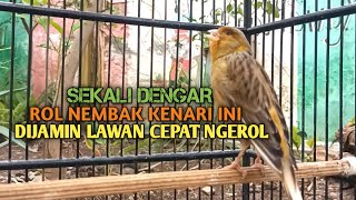 kenari gacor panjang Cuit Cuit EMOSI, Pancingan Kenari Paud Belajar Bunyi, terapi AMPUH Kenari MACET