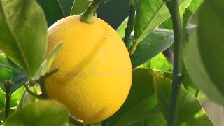 Solving Insect Problems on Citrus