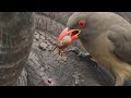 The Oxpecker and Raven : The Wild's Surgical Helpers.