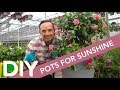 Diy pot for sunshine  frankie flowers