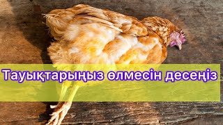 Тауық сатып аларда мәнберетін нәрселер #chicken #тауық #тауықбағу #әтеш