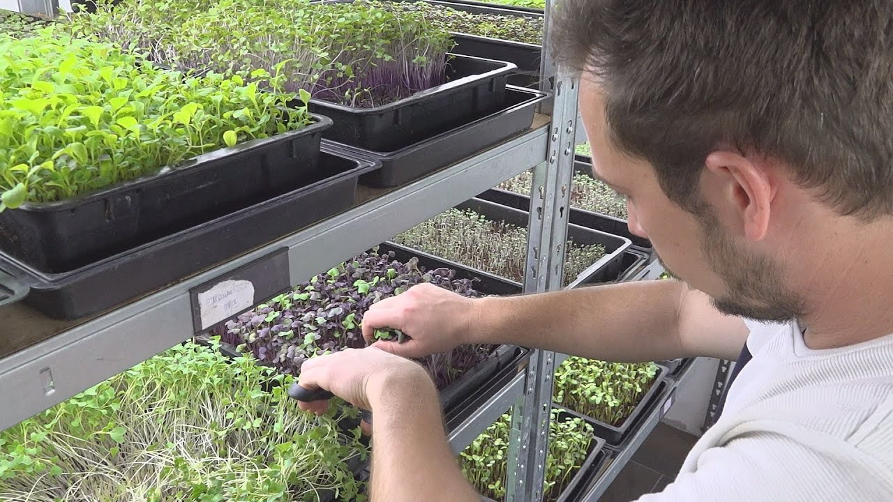 30-féle mikrozöldséget termeszt Soltvadkerten két jó barát