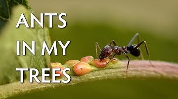 Why do ants climb into my cherry tree?