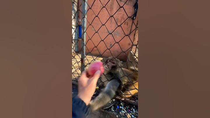 Angry Monkey #funny #tiktok #viralvideo #shortvideo #shorts #youtubeshorts #animals #food #fyp #lol