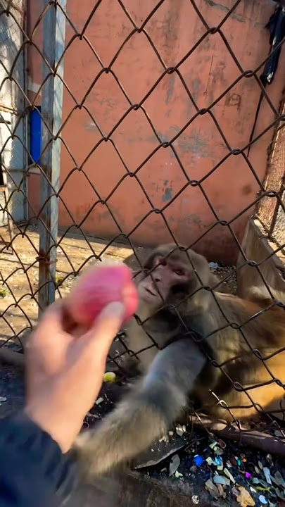Angry Monkey #funny #tiktok #viralvideo #shortvideo #shorts #youtubeshorts #animals #food #fyp #lol
