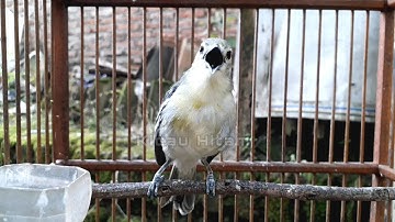 pancingan sirtu & cipoh macet bunyi