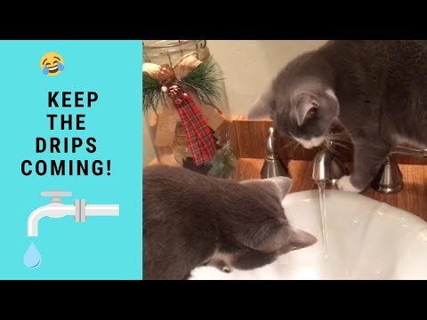 funny-cats-playing-together-in-sink-dripping-water-faucet