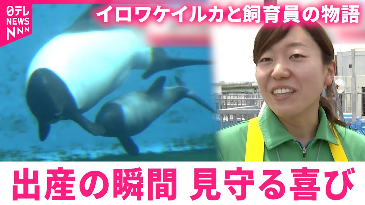 【命】イロワケイルカが出産！被災した水族館と飼育員が見守る思い　宮城　NNNセレクション