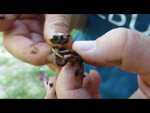 FISHING in a FARM POND! Which worms are best, Nightcrawlers or Red