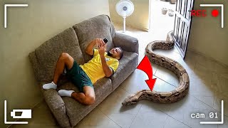 Terrifying Snake Encounters Caught on Camera