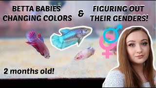 BABY BETTAS CHANGING COLOR! IDENTIFYING GENDERS & MORE | Betta Breeding Diaries