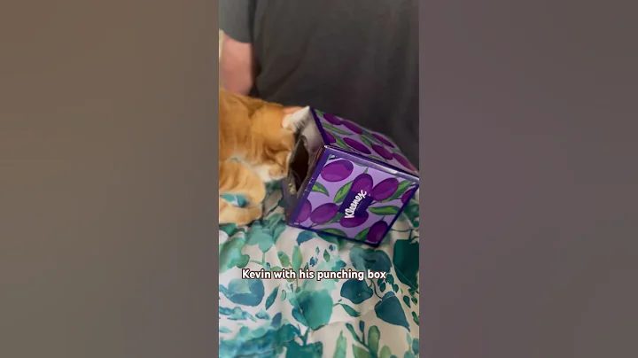 Watch the video about Curl Kitten Kevin punching box workout #kittens #curlcat