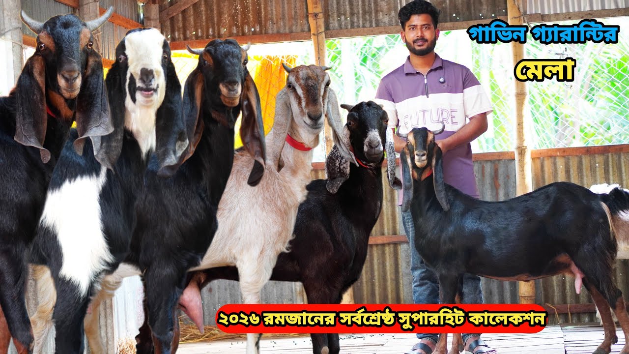 অবিশ্বাস্য সর্বনিম্ন পাইকারি রেটে আকর্ষণীয় বিগ সর্বশ্রেষ্ঠ সুপারহিট তোতাপুরী,হরিয়ানা,শিরোহি ও বিটল