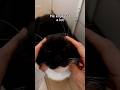 I had to try out this trend with Uni! #trend #kitte #burger #cat