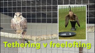 FALCONRY: Tethering or Freeloft, which is best for your birds?