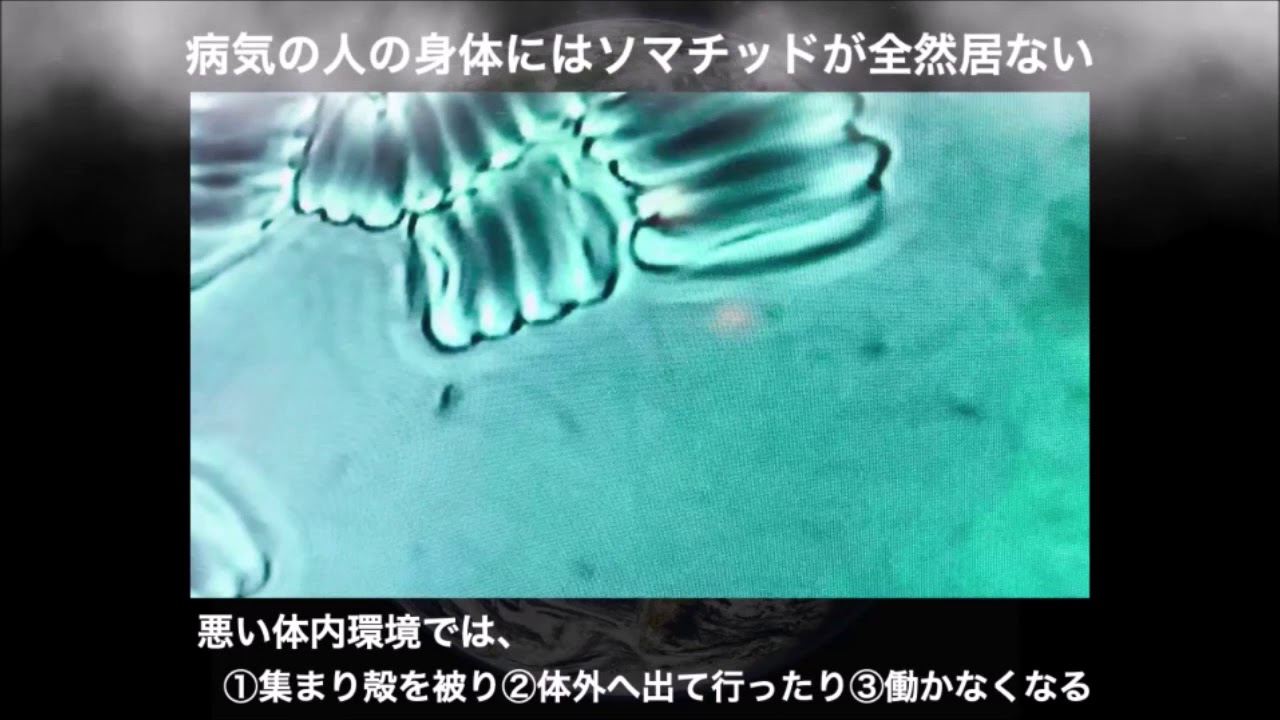 anemone別冊 驚異の古代生命体ソマチッド 雑誌 - bungaku-report.com