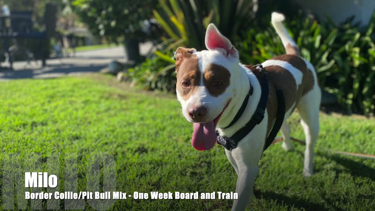 Pit Bull Mix Training | Milo | San Pedro, CA