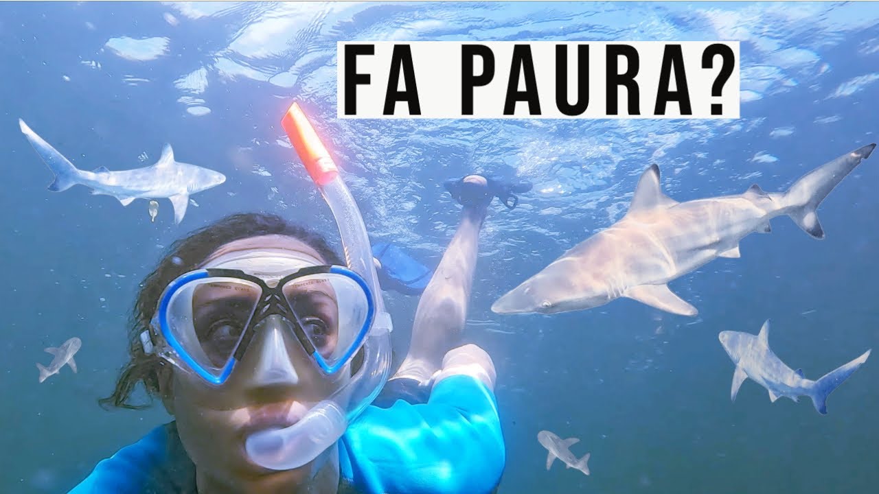 ⁣NUOTO con gli SQUALI alle GALAPAGOS | viaggio avventura in Ecuador per un mese (backpacking) EP. 3