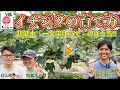 【凄い栽培】イチジクの育て方！超低木「一文字仕立て」！土の作り方など徹底解説！【ラ・ピアンタジョーネ 熊谷洋さん 】