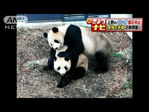上野動物園のパンダの交尾を確認 展示中止に 12 03 26 Youtube