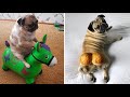 Funniest and cutest pug dogs compilation 2020 1