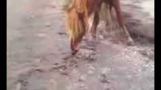 Horse at Assateague Island in Ocean City, Maryland