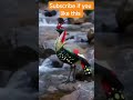 Beautiful Bird #shorts