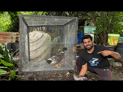 Maine Apni Ducks Ke Liye Bana Diya Naya Ghar! 🦆🏠