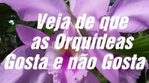O que que as orquídeas gostam?