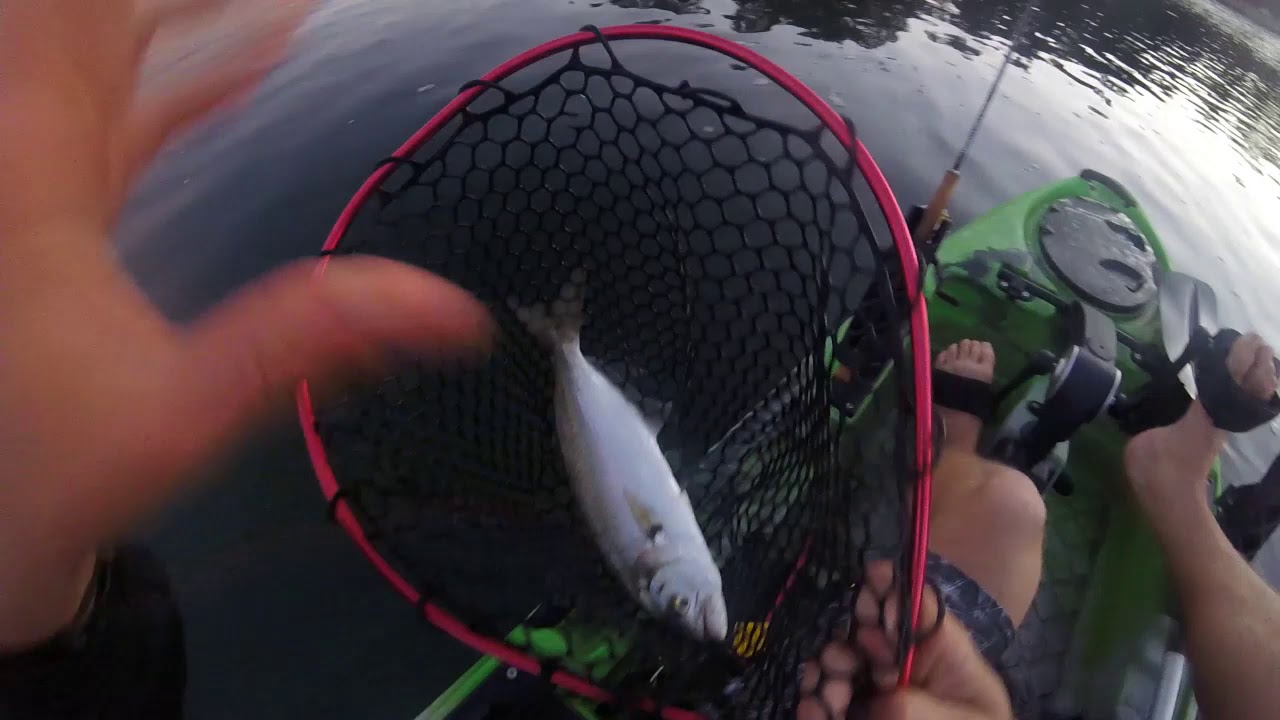 Fishing the Clyde River YouTube