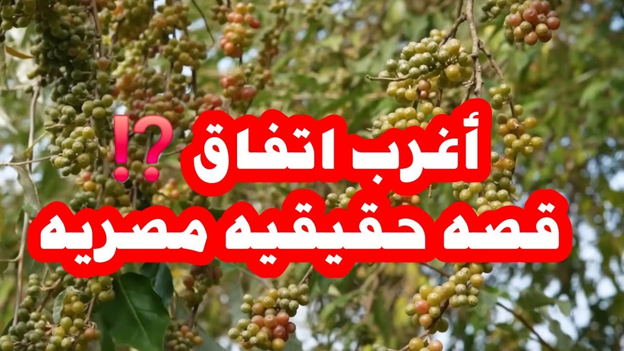 أغرب اتفاق  ⁉️⁉️⁉️قصه حقيقيه مصريه 👍👍👍