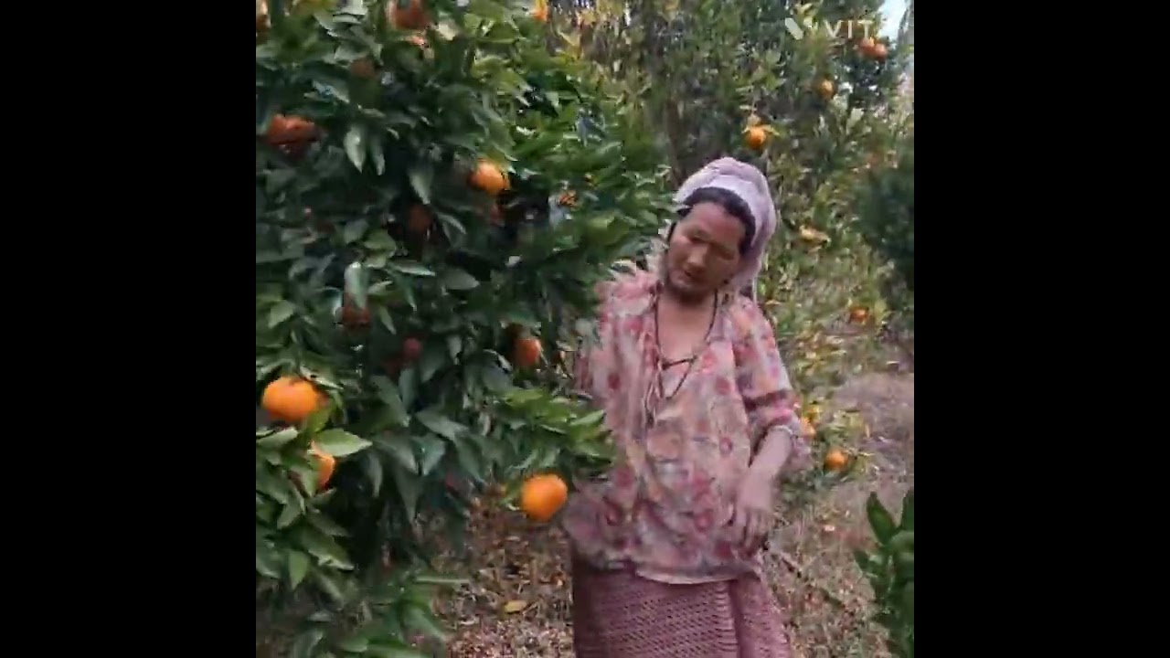Little Orange Plant Bears countless Oranges 🍊🍊🍊🍊# Upper Siang District #Arunachal Pradesh #